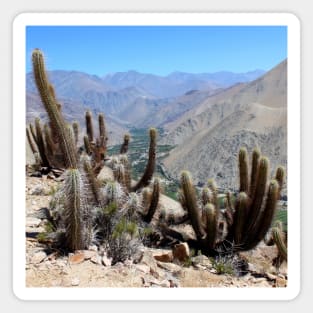 SCENERY 93 - Summer Desert Cactus Plant Landscape Wilderness Magnet